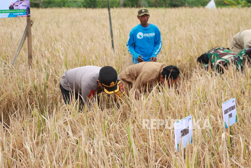 Ekoteologi Hasilkan Panen Padi Organik Berkualitas Tinggi di Bukittinggi