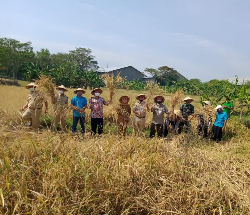Panen perdana padi organik di Dusun Sawahan, Desa Jaten, Kecamatan Jaten, Kabupaten Karanganyar, Jawa Tengah, Senin (3/8). Panen perdana padi organik tersebut menghasilkan 6,4 ton gabah kering panen atau sekitar 3 ton beras per hektare.