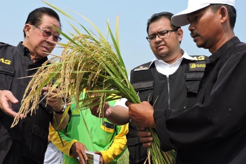 Panen Perdana PT.SAS dan PT.SHS,Bapak Babay Chalimi (Komisaris Utama PT.SAS) melakukan pengecekan kualitas padi jenis padi hibrida.