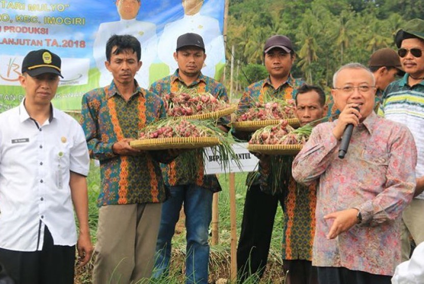 Panen raya bawang merah organik di Dusun Nawungan, Selopamioro, Imogiri, Bantul, Yogyakarta.
