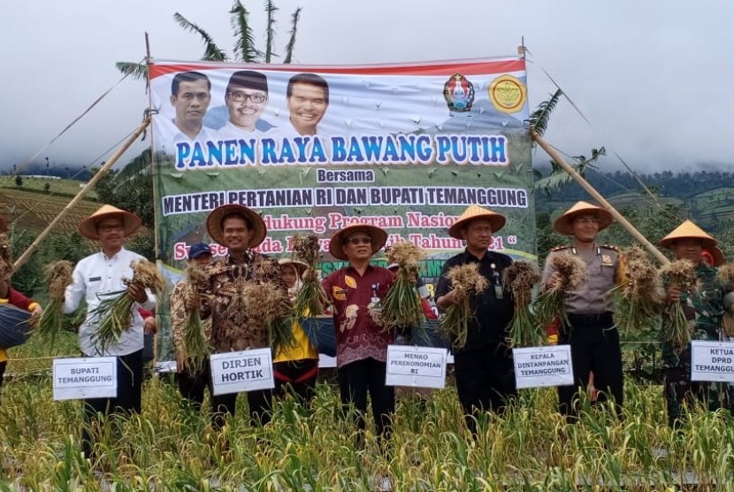 Panen raya bawang putih di Temanggung, Jawa Tengah, Kamis (28/3).