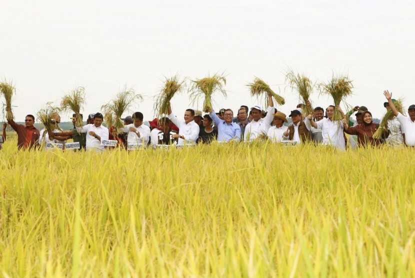 Panen raya di Kabupaten Banyuasin, Sumatra Selatan, Senin (29/1).