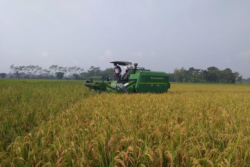 Panen raya di Provinsi Kalimantan Barat. Kepala Dinas Tanaman Pangan dan Hortikultura Provinsi Kalbar Florentinus Anum mengatakan, Pemprov Kalbar menargetkan produksi padi pada 2023 sebanyak 1,109 juta ton gabah kering giling (GKG).
