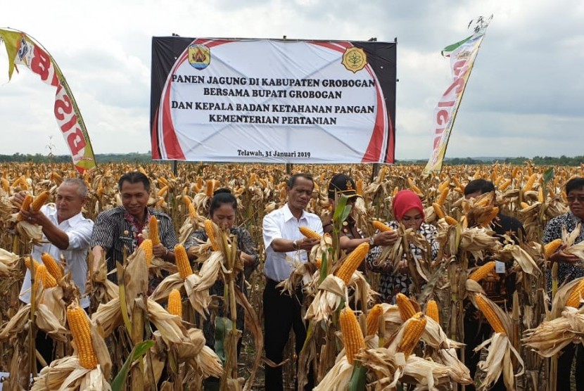 Panen raya jagung untuk pakan ternak di Kabupaten Grobogan, Jawa Tengah