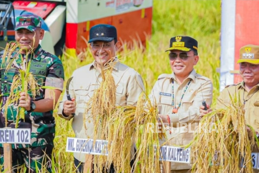 Panen raya padi di Desa Terusam Makmur Kecamatan Bataguh Kabupaten Kapuas Kalimantan Tengah oleh Gubernur, Senin (14/7/2025).