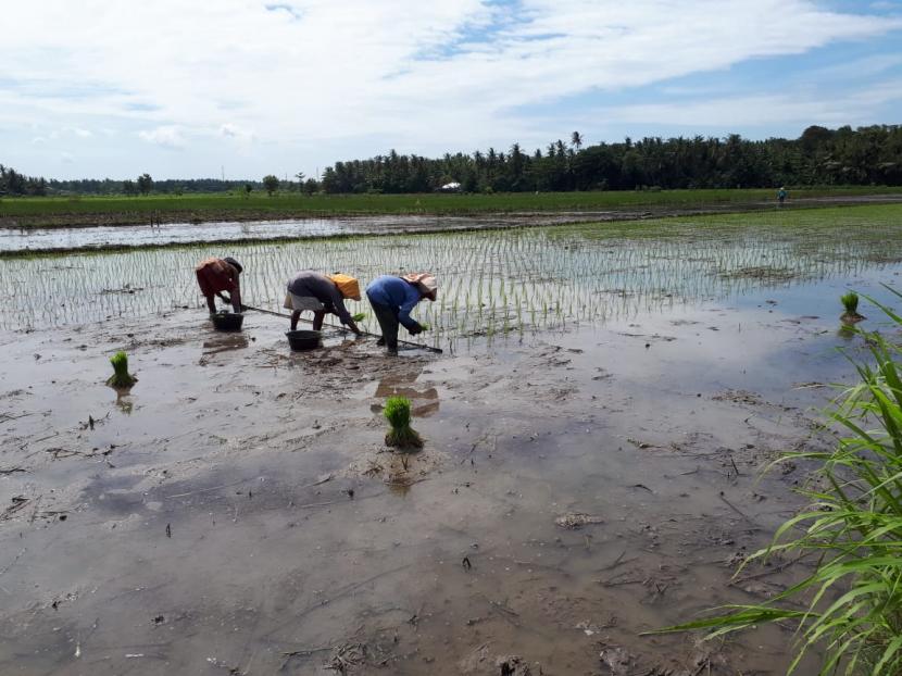 Panen Raya Padi di Gampong Blang Bitra, Kecamatan Peureulak, Rabu (10/6).