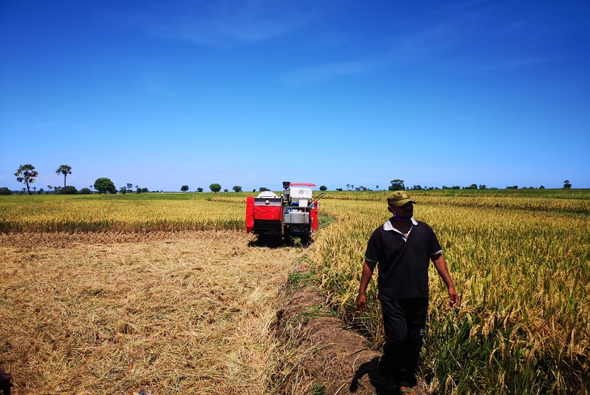 Panen raya padi  di provinsi Riau (ilustrasi). Badan Pusat Statistik mencatat luas panen padi di Provinsi Riau pada 2020 diperkirakan sebesar 71.630 hektare (ha), dan mengalami kenaikan sebanyak 8.490 ha atau 13,45 persen dibandingkan 2019 yang sebesar 63.140 ha.