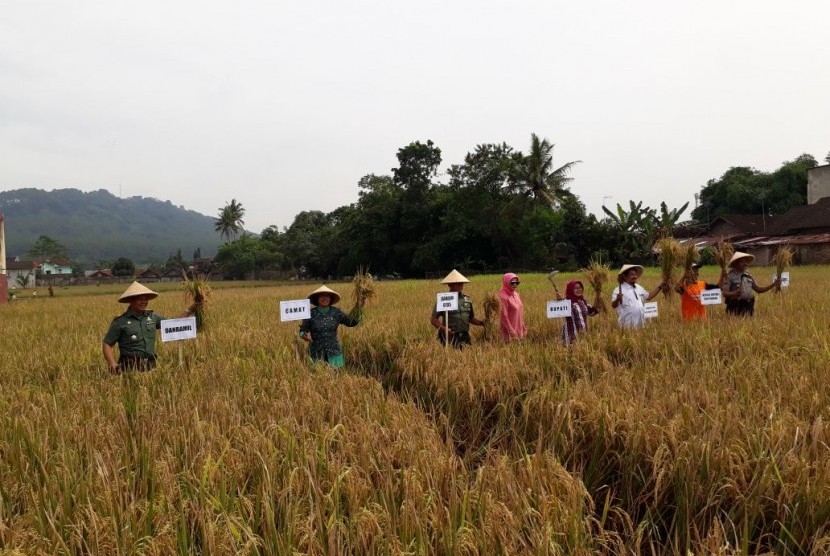 Panen seluas 8 hektare di Desa Banyurejo, Kecamatan Mertoyudan, Kabupaten Magelang, Jawa Tengah, Jumat (12/1) dihadiri Direktur Buah dan Florikultura Ditjen Hortikultura Kementan (baju putih).