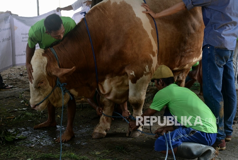 Panitia pemotongan hewan kurban bersiap menolong hewan kurban di Kompleks Perumahan Bank Mandiri Cilandak, Jakarta Senin (12/9). 