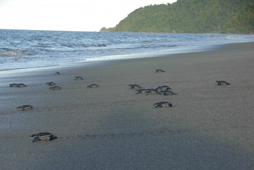 Pantai Jeen Womom.