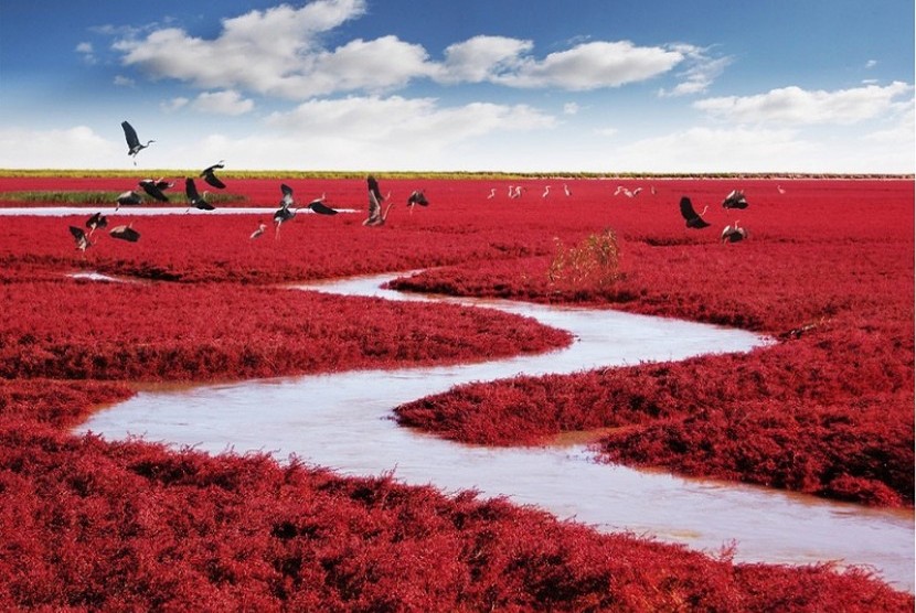 Pantai Merah di Dawa, Cina