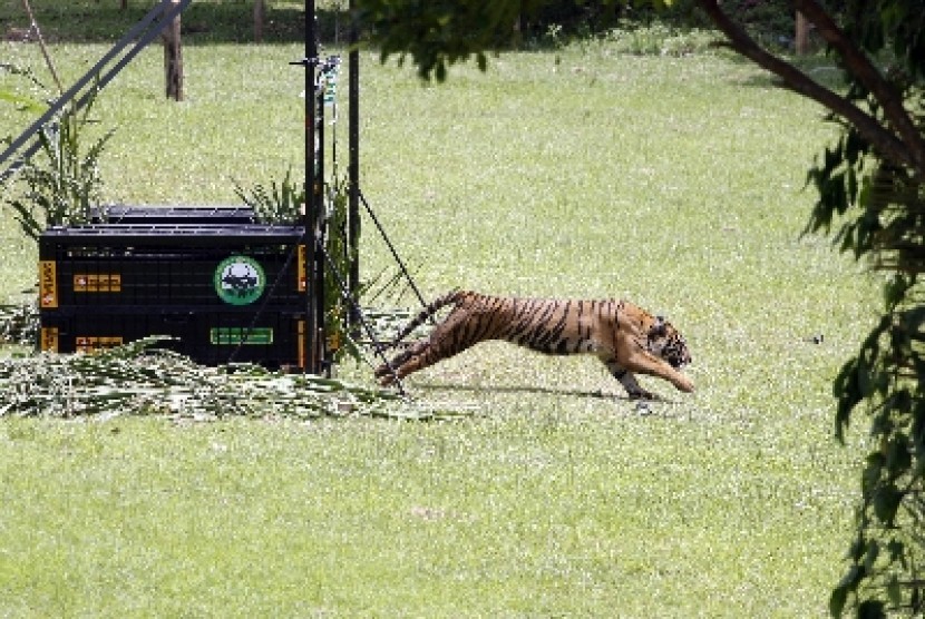 Panti (9 tahun), harimau Sumatra dilepasliarkan di hutan kawasan Tambling Wildlife Nature Conservation (TWNC), Pesisir Barat, Lampung, Selasa (3/3).