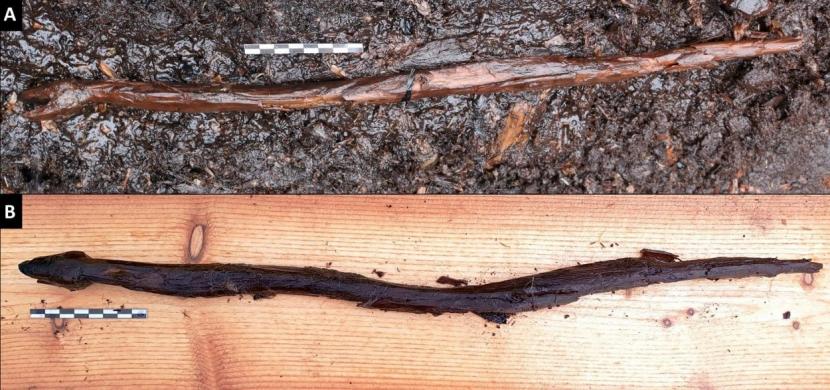Para arkeolog dan peneliti telah menemukan sebuah tongkat kayu zaman batu yang berbentuk seperti ular. 