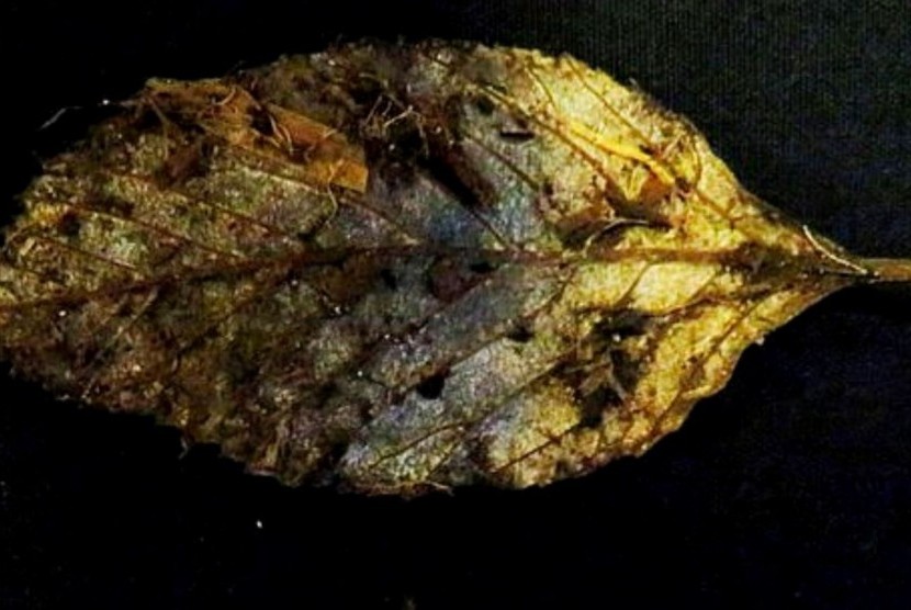 Para arkeolog di Britania Raya menemukan sebuah daun yang jatuh dari pohon elm lebih dari 6.000 tahun yang lalu.