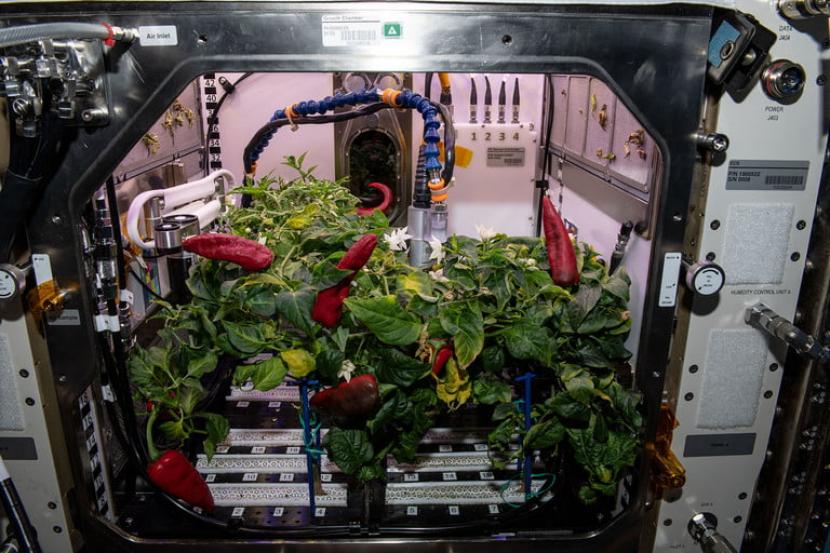 Para astronaut di Stasiun Luar Angkasa Internasional (ISS) sedang memanen cabai.