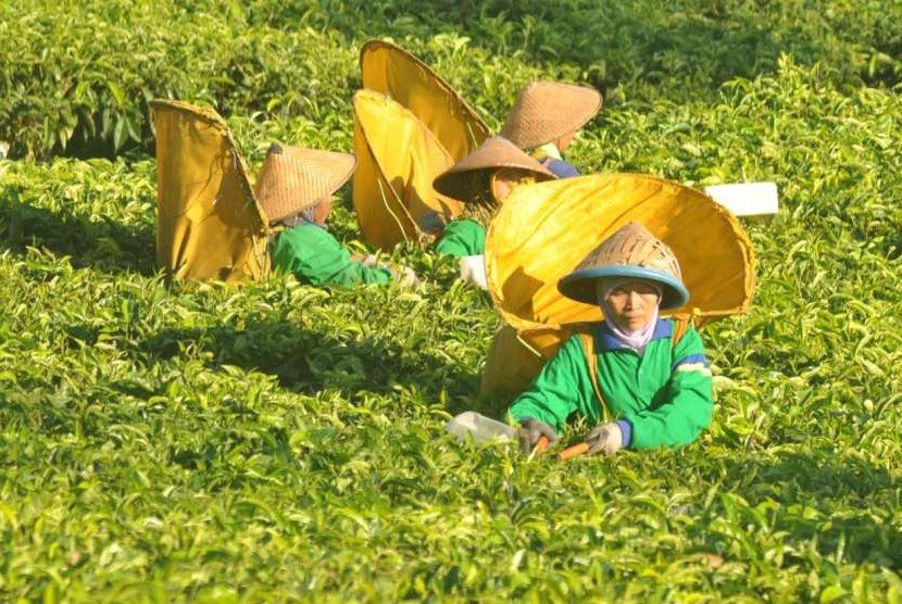 BUMDes di NTT Didorong Kembangkan Agrowisata | Republika Online