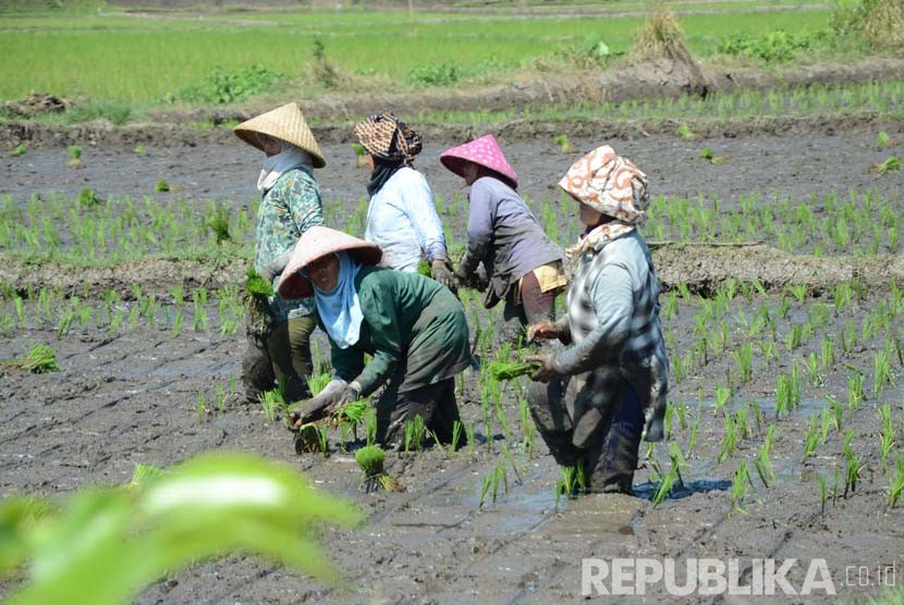 Para buruh tani, menanam padi di daearah Kadungora, Kabupaten Garut, Jawa Barat. (Republika/Edi Yusuf)