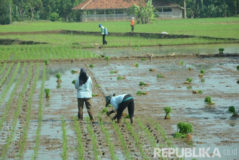 Para buruh tani menanam sayuran di Cikole, Lembang, Kabupaten Bandung Barat, Jawa Barat. (Republika/Edi Yusuf)