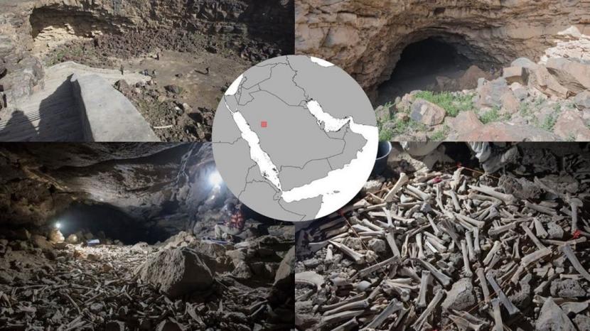 Ratusan Ribu Tulang Hewan dan Manusia Ditemukan di Gua Saudi. Para ilmuwan menemukan ratusan ribu sisa-sisa tulang hewan dan manusia di sebuah gua Umm Jirsan di barat laut Arab Saudi. Mereka yakin ratusan tulang tersebut dikumpulkan oleh hyena belang selama 7.000 tahun terakhir.