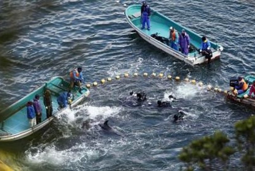 Para nelayan Jepang melakukan perburuan lumba-lumba di kawasan perairan Taiji.