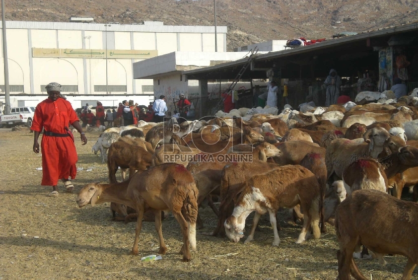 Para pedagang kambing di pasar di wilayah Kakiyah, selatan Makkah, mulai didatangi jamaah haji. Jamaah yang melaksanakan haji tamattu' datang membeli kambing untuk pembayaran dam haji. 