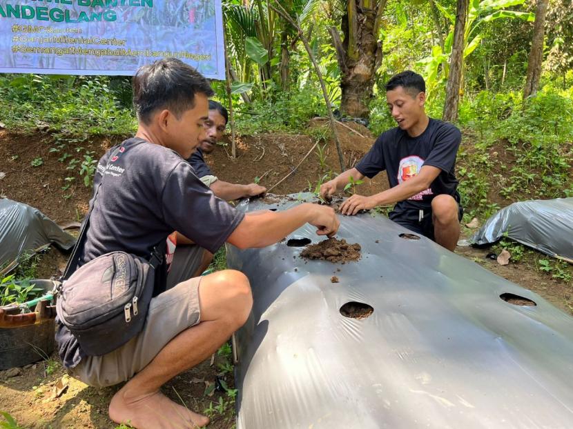 Para pemuda Karang Taruna di Banten mengikuti praktik budi daya cabai. 