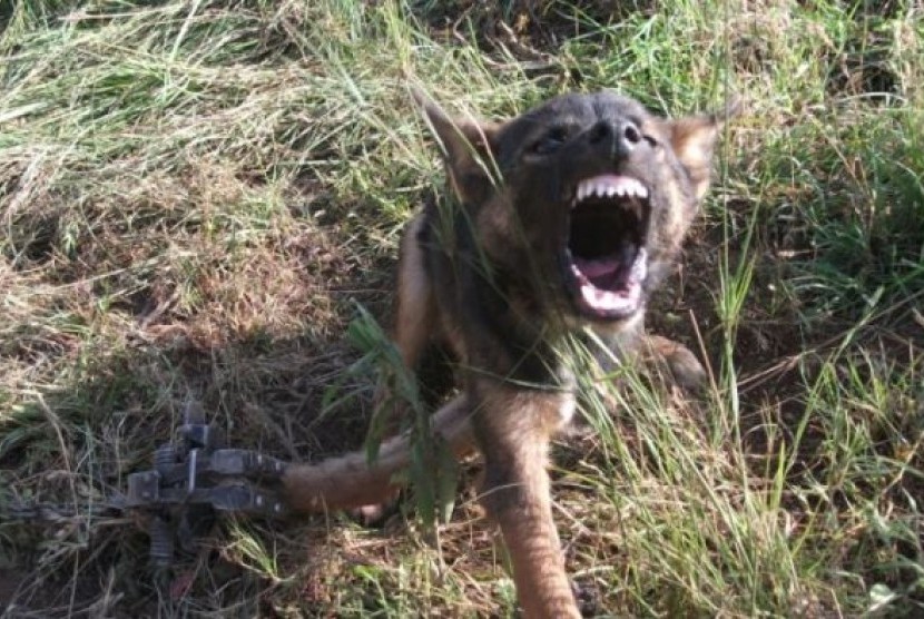 Para penangkap hewan mendapatkan jumlah anjing liar yang makin banyak termasuk di luar pagar pembatas antarnegara bagian di Australia. 