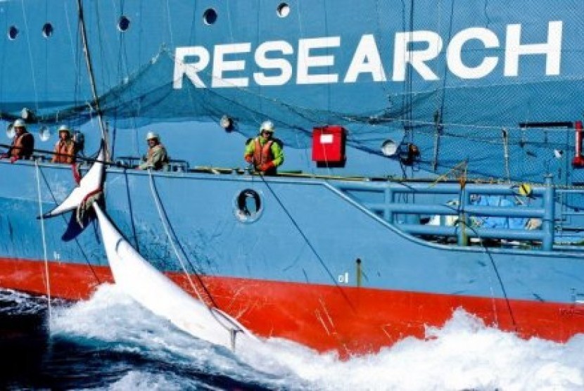 Para penangkap ikan paus asal Jepang tidak mengetahui klaim Australia atas kawasan di Samudera Selatan. 