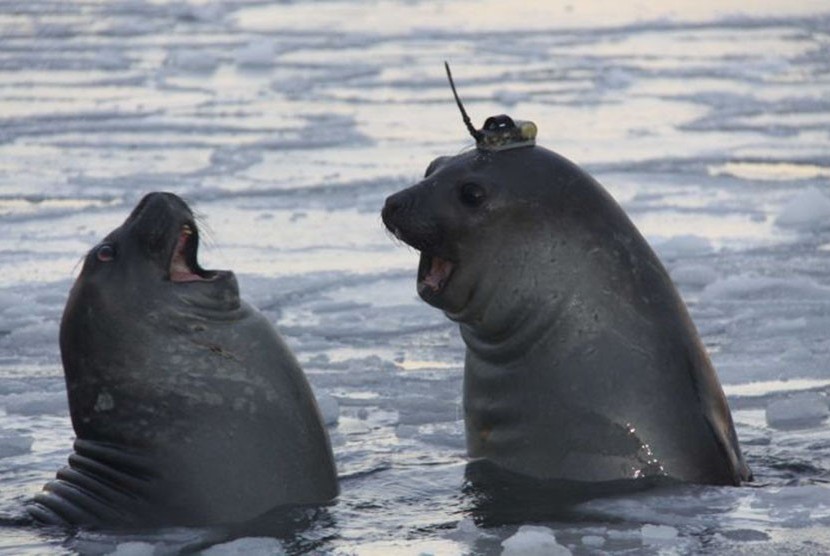 Para peneliti mengatakan, anjing laut adalah kandidat ideal untuk mengumpulkan informasi tentang Samudera Selatan. 
