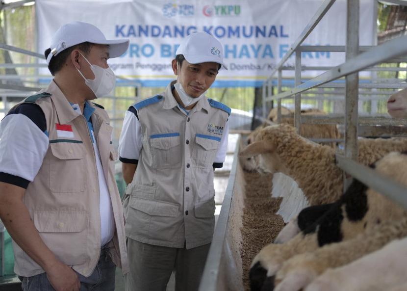 Para pengurus YBM PLN Pusat tengah melihat proses penggemukan kambing di kandang komunal Desa Widoro Bercahaya, Klaten, Jawa Tengah.