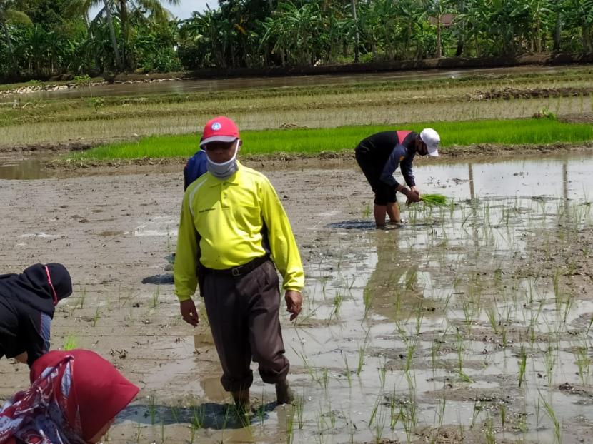 Para petani dan penyuluh di Kabupaten Musi Rawas, Sumatera Selatan, melakukan percepatan tanam  Musim Tanam April-September (ASEP) 2020. 