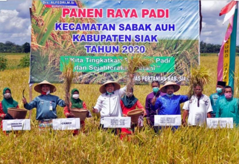 Bupati Siak Alfedri mengapresiasi warga Kampung Laksamana yang mulai alih fungsi lahan sawit ke padi. 