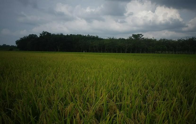 Para petani di wilayah Lampung kini sedang gandrung mengembangkan padi gogo di lahan kering, terutama di bekas lahan karet dan kelapa sawit.