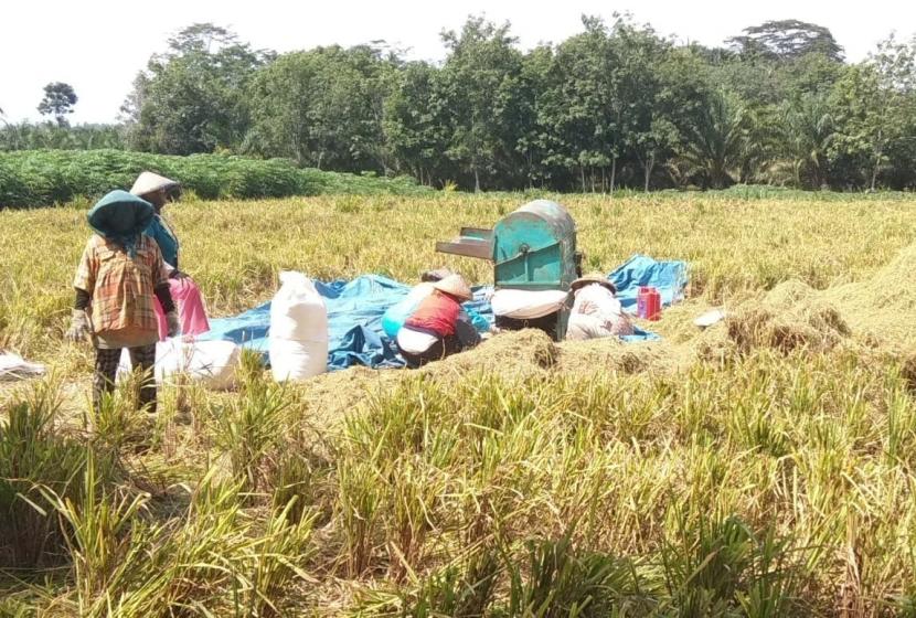 Para petani di wilayah Lampung kini sedang gandrung mengembangkan padi gogo di lahan kering, terutama di bekas lahan karet dan kelapa sawit.