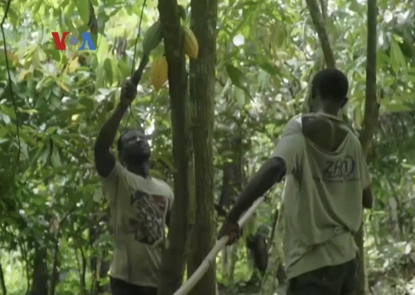 Para petani kakao keluhkan turunnya pendapatan mereka sejak pandemi Covid melanda.