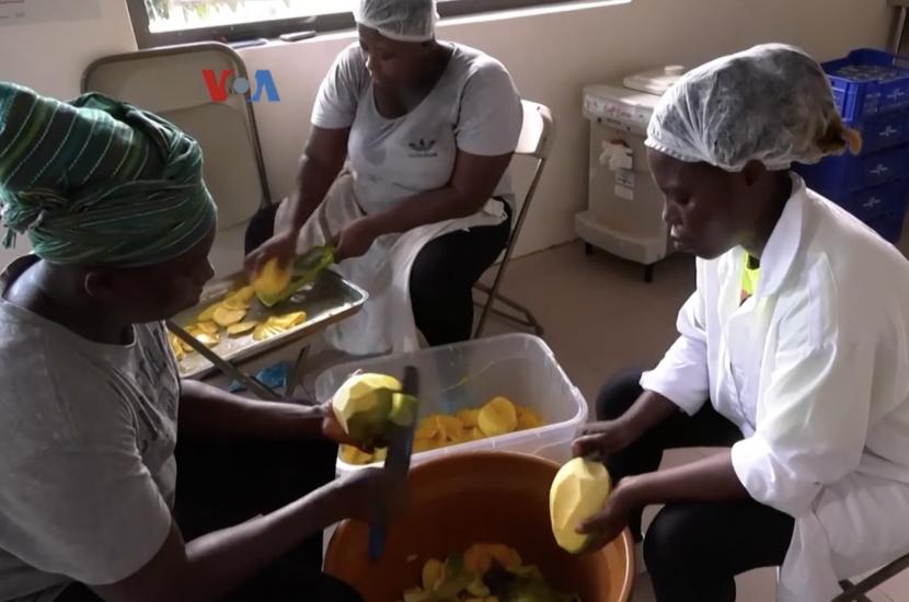 Para petani mangga di Ghana mulai mencoba metode baru dalam pengolahan mangga pascapanen.