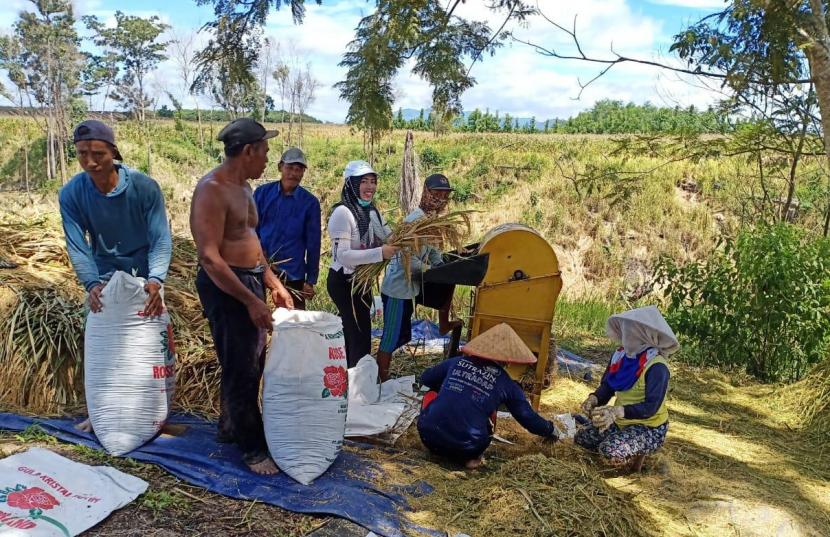 Para petani padi dan jagung di Oku Selatan tetap melaksanakan panen raya walupun merebaknya wabah virus corona.