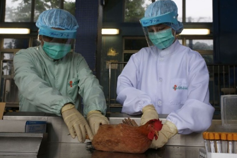 Para petugas kesehatan tengah mengambil sampel dari hewan di sebuah peternakan di Cina untuk pemeriksaan virus H7N9