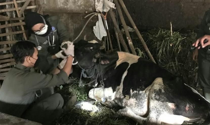 Para relawan kesehatan hewan membantu memberikan penanganan sapi perah yang tererang Penyakit Mulut dan Kuku (PMK) di Desa Singosaren, Kecamatan Getasan, Kabupaten Semarang, Jawa Tengah, Jumat (3/6).