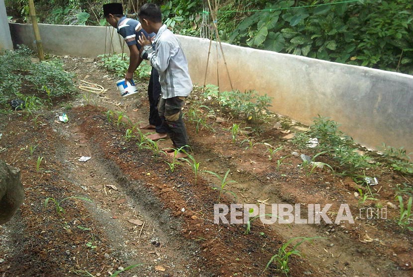 Para santri Ponpes Raudiatut Tarbiyyah Plered Purwakarta dididik kemandirian dalam hal ketahanan pangan.