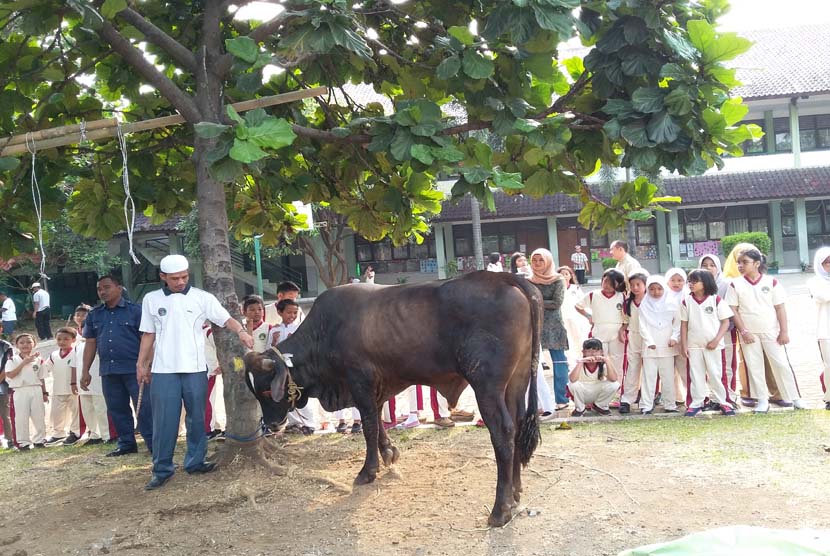 Para siswa SD Bosowa Bina Insani menyaksikan sebagian hewan kurban yang dikumpulkan oleh siswa dan orang tua siswa. 