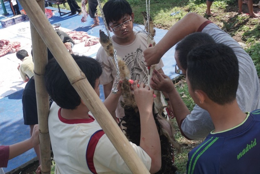 Para siswa Sekolah Bosowa Bina Insani belajar menguliti dan mencacah hewan qurban.