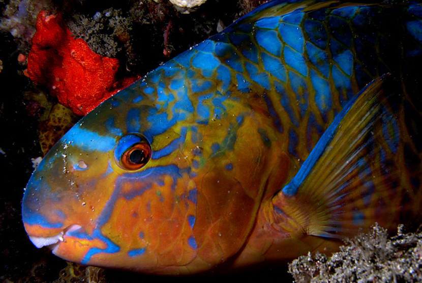 Parrotfish, ikan khas Teluk Cenderawasih