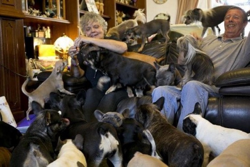Pasangan ini memelihara 41 anjing di rumah