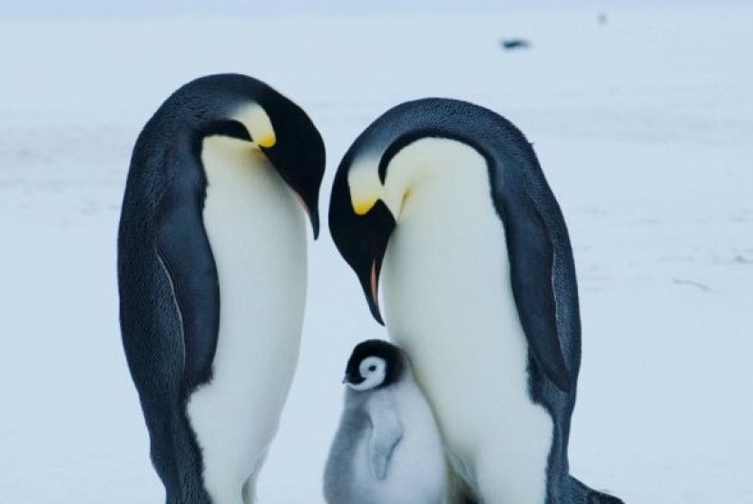 Pasangan penguin kaisar dan anak penguin di Auster Rookery, Antartika.