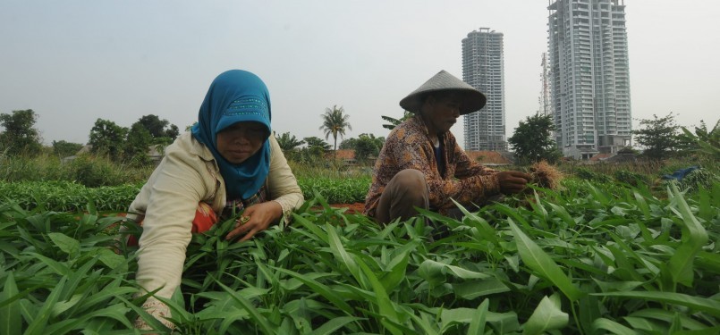 Pasangan suami istri, Damin (46) dan Maryam (38) memanen tanaman kangkung di kebun mereka yang berada di antara gedung-gedung bertingkat di kawasan Puri Kembangan, Jakarta Barat, Rabu (28/9). (Republika/Aditya)