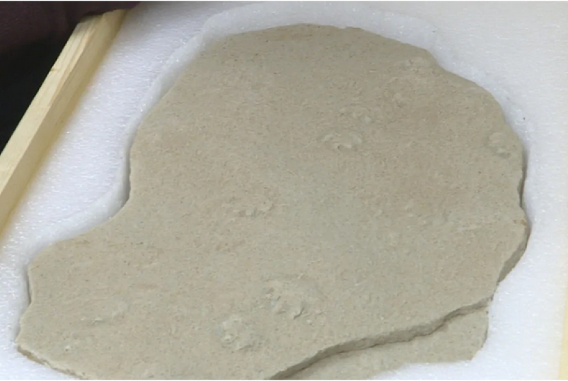 Pasangan suami istri menyerahkan fosil berusia 300 juta tahun kepada PEI Museum dan Heritage Foundation.