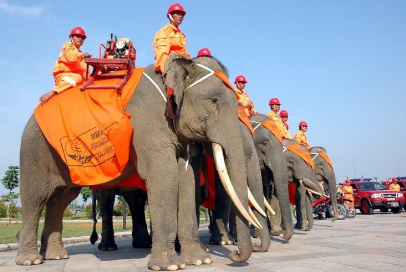 Pasukan yang terdiri atas enam ekor gajah Sumatera jinak berpatroli di kawasan Taman Nasional Tesso Nilo, Provinsi Riau, selama 14 hari.
