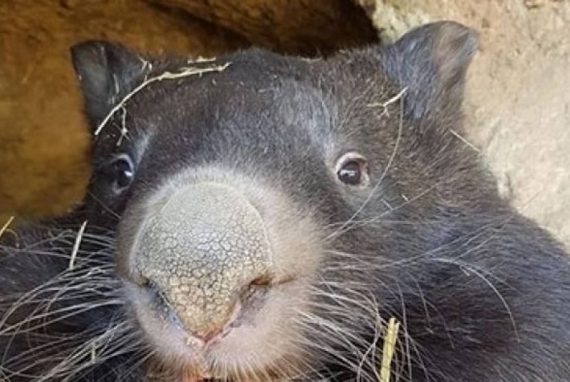 Patrick, diyakini menjadi wombat di penangkaran tertua di dunia mati diusia 31 di Taman Suaka Margasatwa Ballarat, Australia.