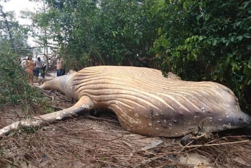 Paus bungkuk yang terdampar di hutan Amazon.